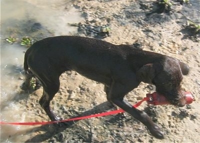 A wet chocolate Pudelpointer puppy is standing in mud and it has a red lifesaver in its mouth.