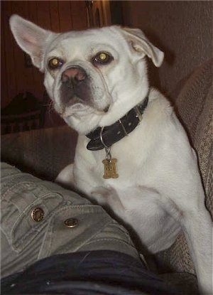 A white Pug-A-Mo is sitting on a couch in between a persons leg and the back of a couch. One of its ears is flopped down and the other is standing stright up in the air.