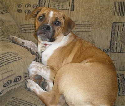 The back of a fawn with white color Puggle puppy that is laying across the couch. It is looking back towards the camera.