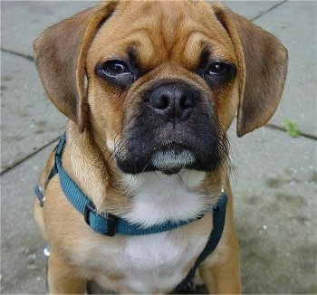 Desktop Backgrounds on Gordon The Brindle Puggle Puppy  Pug   Beagle Hybrid  At 5 Months Old