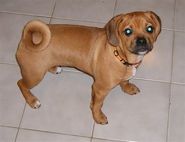 http://www.dogbreedinfo.com/images16/PuggleMiller.JPG