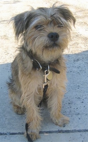 A shaggy tan with black Pugshire puppy is sitting on a sidewalk and it is looking forward.