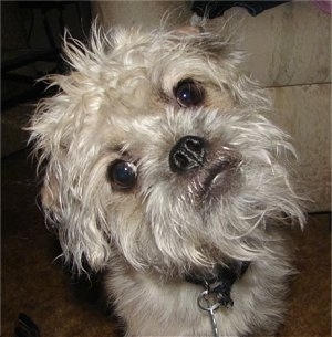 Close up - A shaggy looking tan Pugshire is standing on a carpet and it is looking forward. Its head is tilted to the left. It has a monkey looking face.