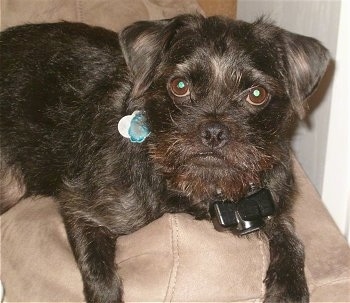 Close up - A black Pugshire is laying across the arm of a chair and it is looking up. It has wiry looking hairs around its face.