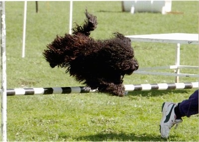 Miles, the Puli performing agility