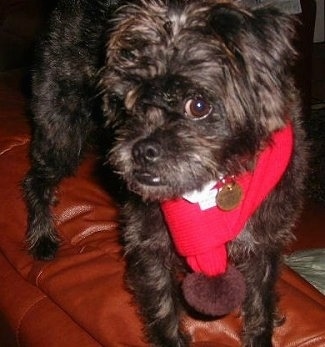 Pug Bichon Frise