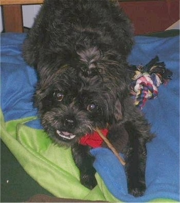 Front view - A black with brown Pushon dog is wearing a red scarf laying on a blue and green blanket next to a rope toy with its head tilted to the left. It is chewing on a thin rawhide chewy stick.