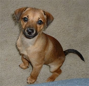 Front side view - The left side of a shorthaired, brown with black Rat-Cha that is looking up and sitting on a tan carpet. Its ears are triangular shaped and hanging to the sides.