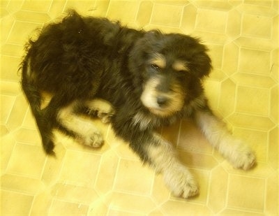 A black with tan Rottle puppy is laying across a yellow tiled floor and it is looking up.