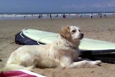 The right side of a tan Small Greek Domestic Dog that is laying across beach sand and it is looking to the right. There is a surfboard behind it and people along the water on the beach in the distance.