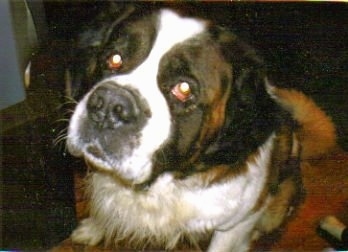 Close up head shot - A brown with white and black Saint Bernard is sitting on a couch and it is looking up. Its head is slightly tilted to the right.