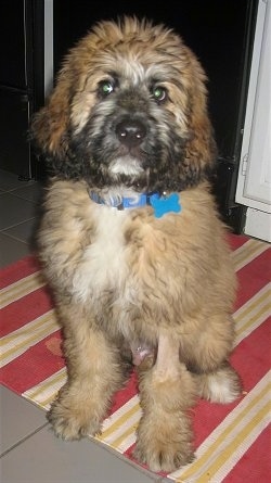 Front view - A soft looking, thick coated, tan with black and white Saint Berdoodle puppy is sitting on a rug in a kitchen and it is looking forward.