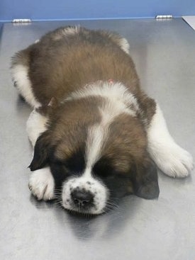 Front view - A brown with white and black Saint Bernard puppy is sleeping on a metal table.
