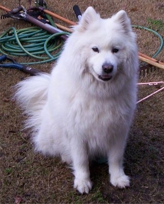 A thick coated white Samoyed is sitting in grass and it is looking up. Its mouth is slightly open and it looks like it is smirking. It has small perk ears.