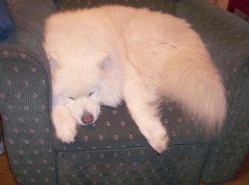 A big fluffy white Samoyed dog sleeping in an arm chair.