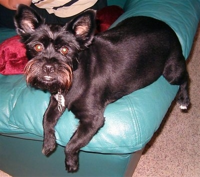Close up front side view - A black Schipper-Poo is laying across the back of a green couch and it is looking up. Its coat is shaved short and it has longer hair on its snout that looks like a mustache and longer hair above its eyes like eyebrows. The dog's brown eyes are wide and round.