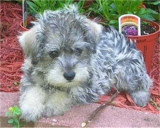 Schnoodle Puppies on Am Thinking About Getting A Dog  What Is Your Favorite Breed Of Dog