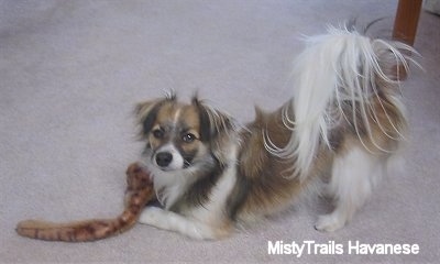 A brown and white with black short-haired Havanese is play bowing on a tan carpet with a plush snake toy.
