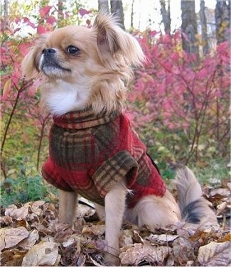 Bulldog+shih+tzu+mix+puppies