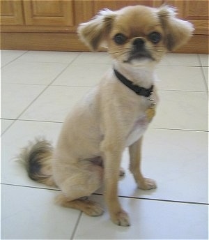 A shaved tan ShiChi dog is sitting across a tiled floor and it is looking forward.