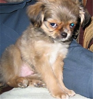 Close up front side view - A brown with black and white ShiChi puppy is sitting on a dog bed, its head is turned forward, but it is looking to the left with its eyes like it knows something the rest of us do not.