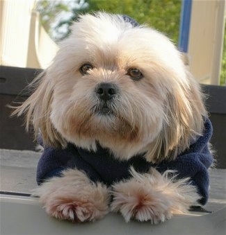 Close up front view - A long, thick coated, tan with white Shih Apso dog is wearing a blue jacket looking forward and it is laying on a wooden step outside. The dog has wide, round, brown eyes and a black nose.