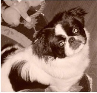 Close up - A black and white image that is a Topdown view of a Shinese that is sitting on a rug, it is looking up and to the right. The dog has a thick coat but shorter hair on its head.