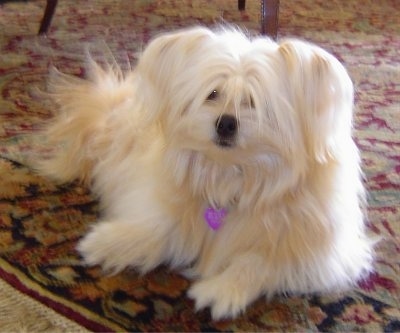 A white long haired Shiranian small mix breed dog is laying on a red oriental rug in front of a table looking forward.