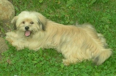 The back left side of a long coated, tan with black Shiranian is laying across a grass, it is looking up and back. Its mouth is open and it looks like it is smiling. There are large rocks in front of it.