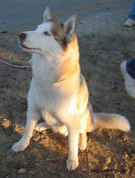 A red and white Siberian Husky dog is sitting in dirt and it is looking up and to the left. There are people to the right of it.