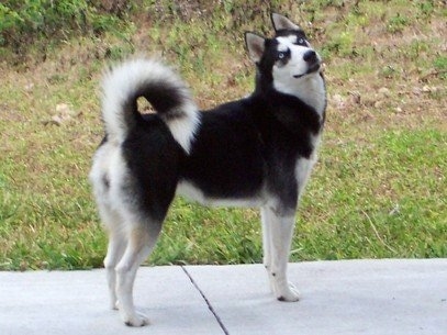 Sid, the Siberian Husky; she is a lovely black and white, with a black mask 