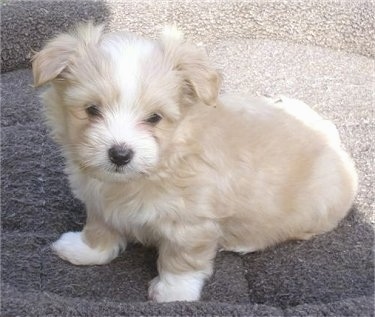 The left side of a small tan with white Silkese puppy that is sitting on a dog bed and it is looking forward.