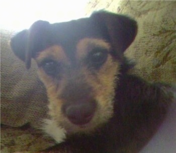 Close up front view head shot - A wiry-looking black with tan Silky Jack dog is laying on a couch looking forward with its head slightly tilted to the left. It has v-shaped ears that fold over to the front.