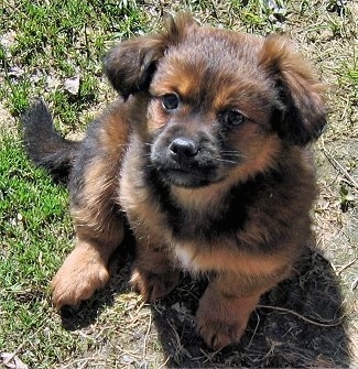 Shih+tzu+mixed+with+terrier