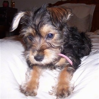 Front side view - A black with brown Silkzer puppy is laying on a couch and it is looking down. Its v-shaped ears fold over to the front.