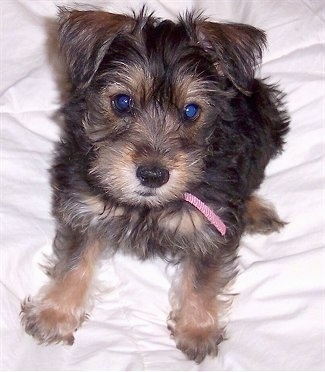 Close up front view - A black with brown Silkzer puppy is sitting on a blanket looking up with its head slightly tilted to the right. It has a medium length coat with v-shaped ears that fold over to the front. The pup is wearing a pink collar and has wide round eyes.