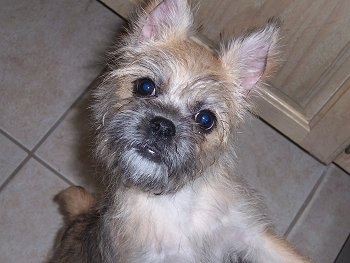 Close up - A tan with white and black Sniffon puppy is standing jumped up against a person standing in front of it. It is looking forward and its head is tilted to the right. It has perk ears, a black nose, round black eyes and black lips.