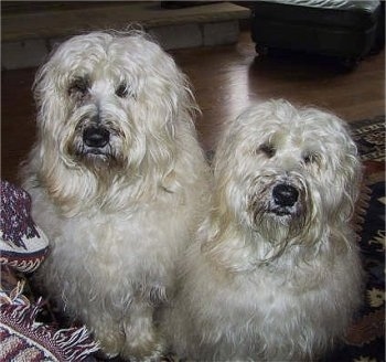 Two thick, long haired, white Soft Coated Wheaten Terriers are sitting on a rug in front of a couch and they are looking forward.