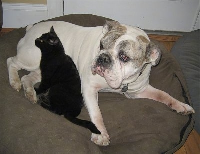 Spike the Bulldog is laying on a beidge dog bed and in his belly area is a black cat laying against him.
