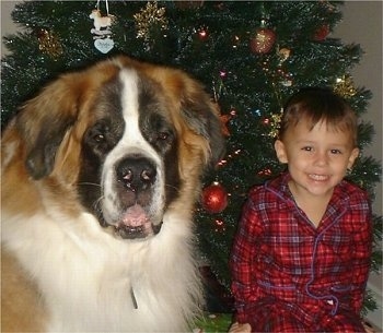 Close up head shot - A fluffy brown with white and black Saint Bernard dog is sitting next to a smiling boy in a red plaid shirt. There is a christmas tree behind them. The dog is bigger than the boy.