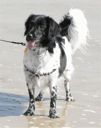 Front side view - A black and white Stabyhoun is standing in sand at a beach, its mouth is open and its tongue is sticking out. It has longer hair on its tail that is curled up in the air.