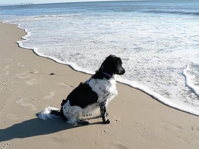 The back right side of a black and white Stabyhoun dog that is sitting in sand at a beach and it is looking at the waves move across the sand.