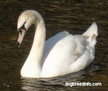 Close Up - Swan swimming in water looking at the water