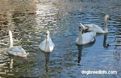 Two Swans swimming towards the screen edges and two swans swimming towards the camera holder