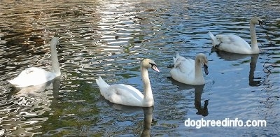 A group of Swans swimming