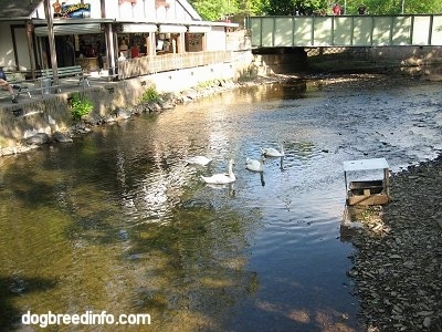 People over a bridge near a store watching the Swans swimming