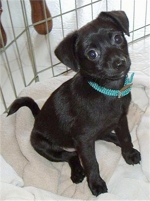 Front side view - The shiny coated, right side of a black Taco Terrier puppy that is sitting on a blanket. It is looking forward and its head is tilted back. It has wide round eyes, a black nose, a small snout and little paws.
