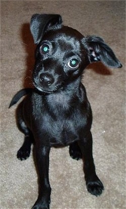Close up front view - A shiny coated, black Taco Terrier is sitting on a carpet, it is looking forward and its head is tilted to the right. It has wide round eyes and one ear that folds to the front and one that folds out to the side.