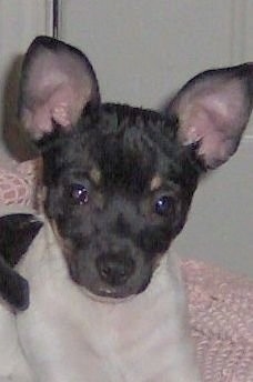 Close up head shot - A white and black with tan Taco Terrier puppy laying on top of a pink knit blanket and it is looking forward. It has wide perk ears.