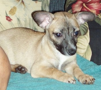 The front right side of a tan with black and white Taco Terrier puppy that is laying across a towel on a couch.